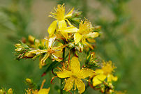 yellow St John's wort flowers